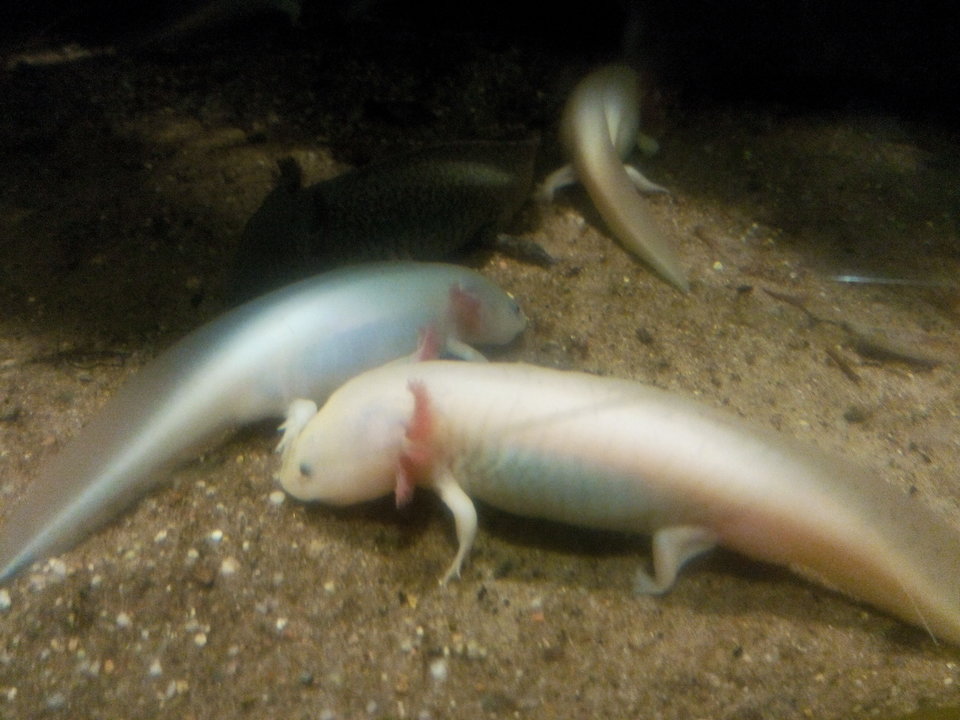 IMG_20160816_193410.jpg - normalny28