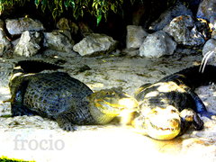 Śmieją się, cholery ;-)