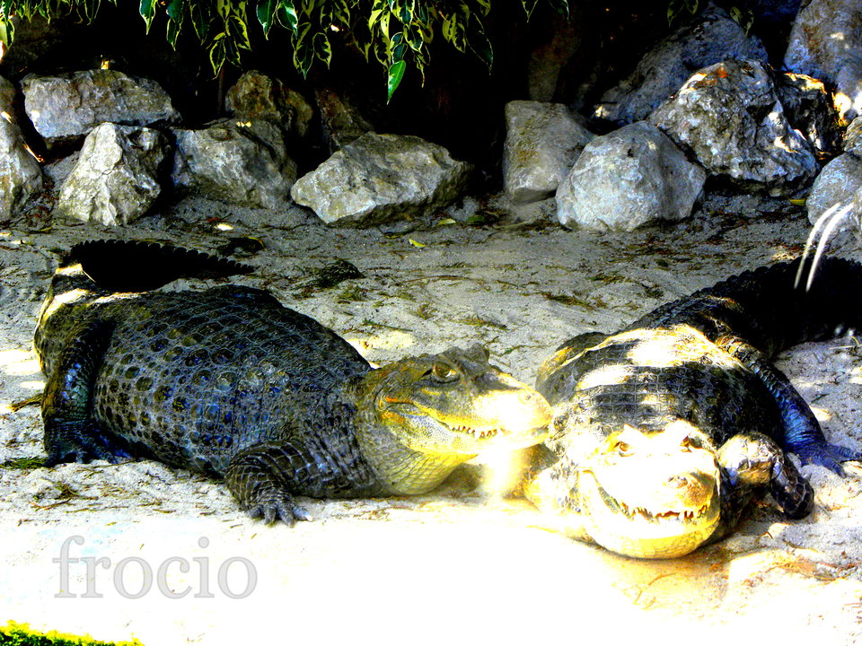 Śmieją się, cholery ;-) - frocio