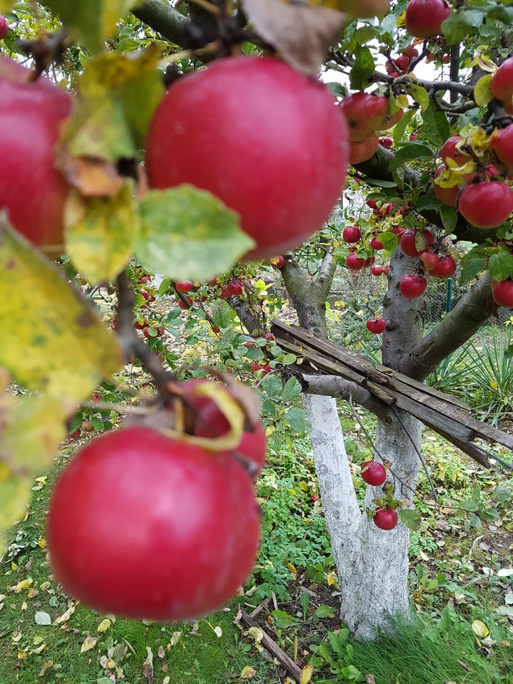 20161028_110521.jpg - MAK_Demon