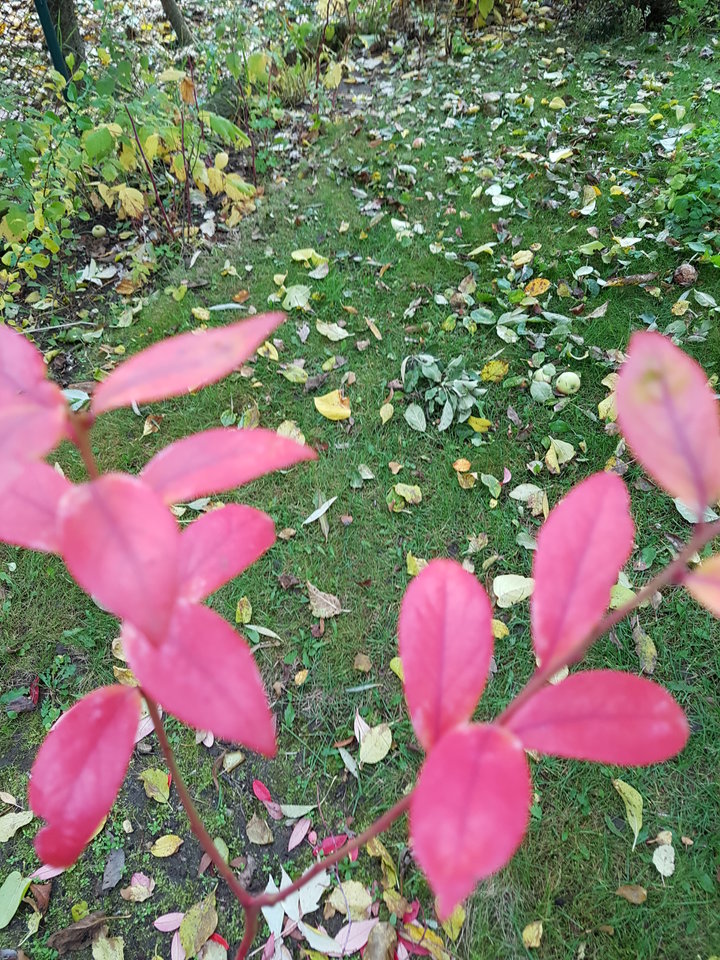 Jesień Panie dziejku jesień...... - MAK_Demon