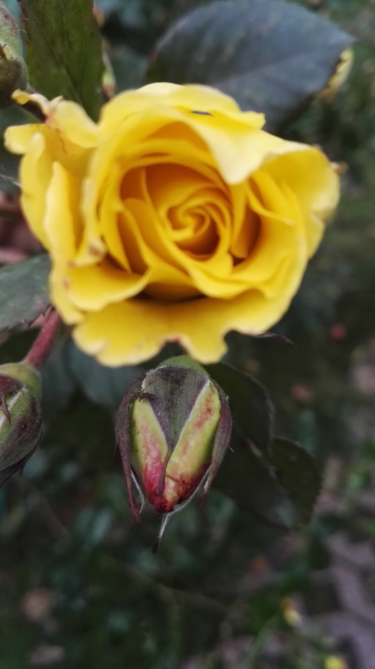 IMG_20161112_145916.jpg - podniecony111