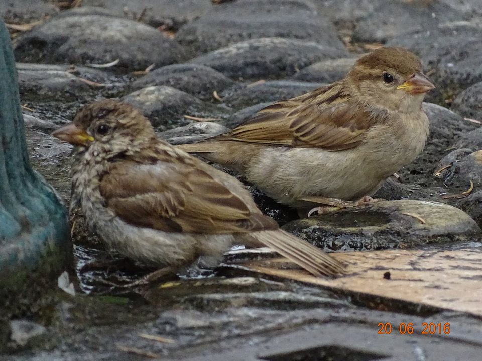 DSC08120.JPG - zawszerazem87