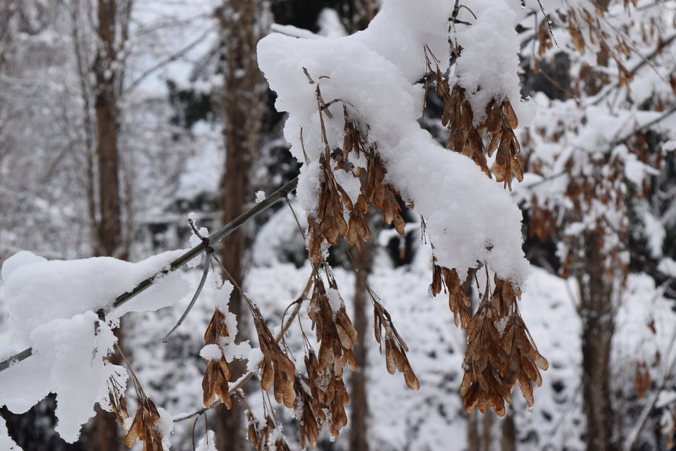 ZIMA 2016.JPG - pwpara