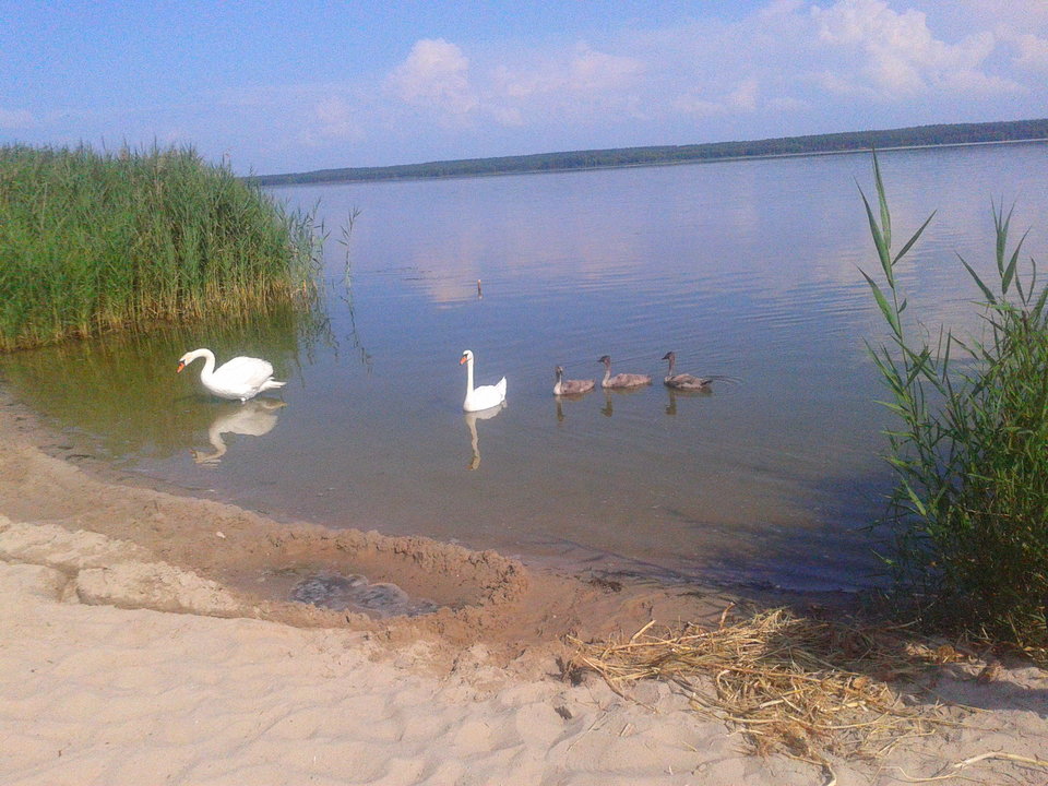 Zdjęcie-12.jpg - lookin_