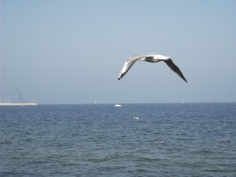 DSCF0296.JPG - przystojniak32_wawa