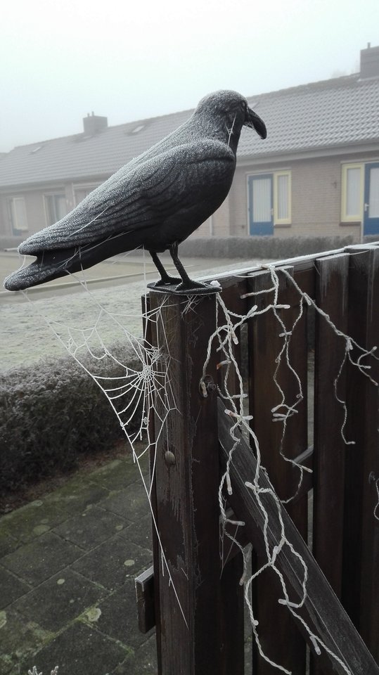 IMG_20161229_085143.jpg - Aleandruss