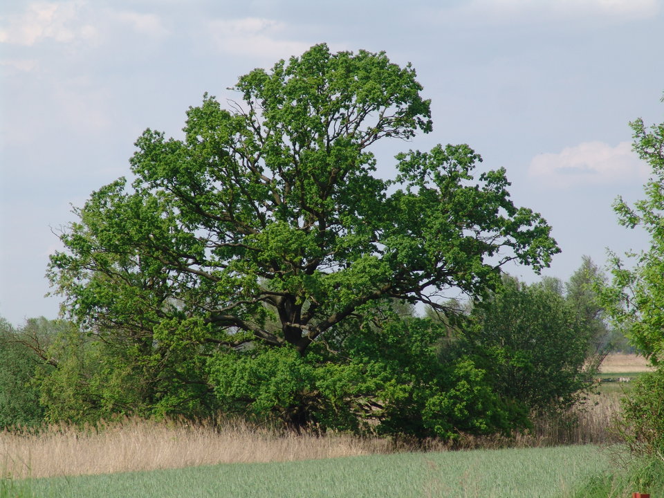 DSC08281.JPG - Kamilia