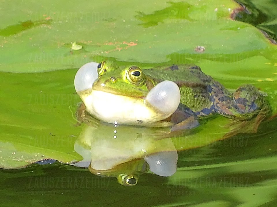 czy nie zamarznie? - zawszerazem87