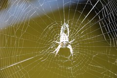 chyba dotrwa do wiosny?