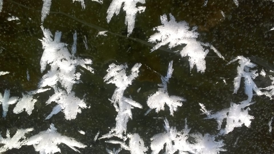 WP_20170109_040.jpg - Ratl