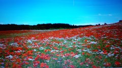 Kolorowy świat jpeg