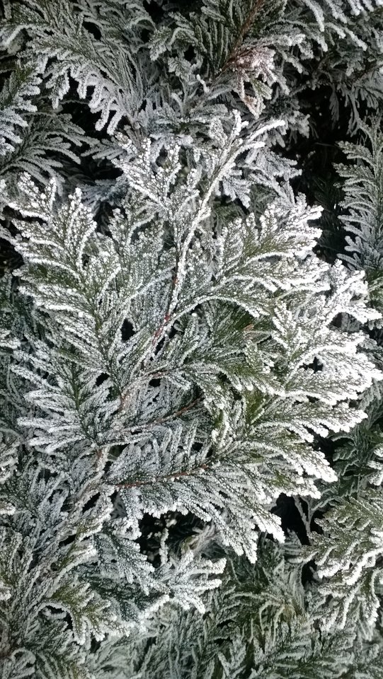 WP_20170118_010.jpg - Ratl