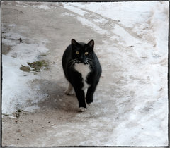 Kot jest dobry na wszystko