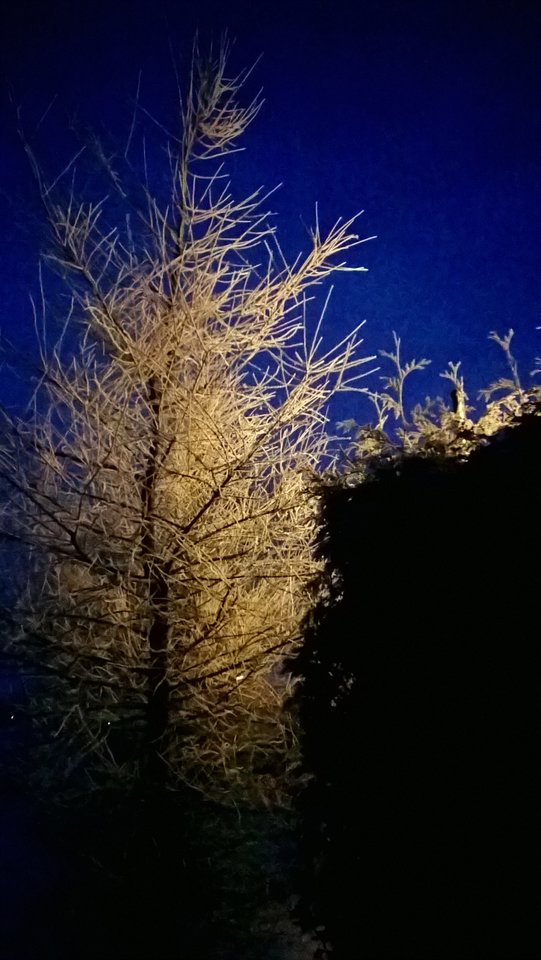 WP_20170118_003.jpg - Ratl