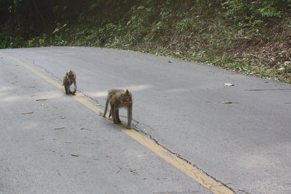 IMG_7875.JPG - zenekf67