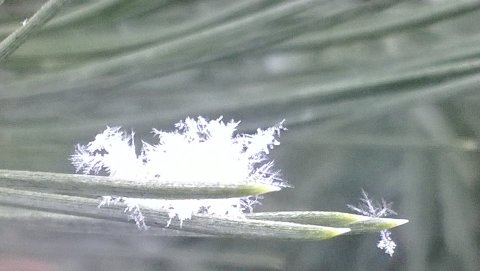 WP_20170206_037[1].jpg - Ratl