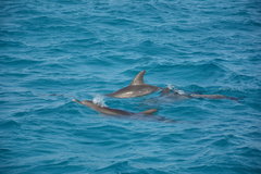 DSC_0604.JPG