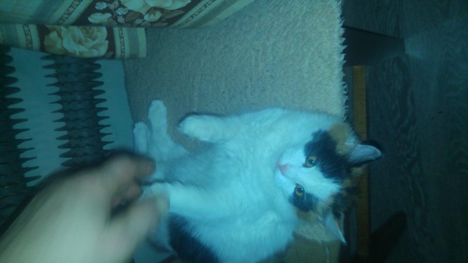 20170209_183236.jpg - niomisia