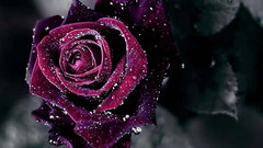 4436884-rose-wallpapers.jpg