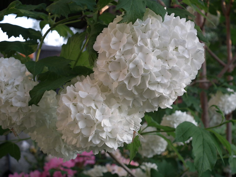 DSCF9063.JPG - NauczeCieLatac