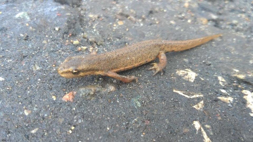 17274877_1294571303960380_1419696669_n.jpg - Thrall83