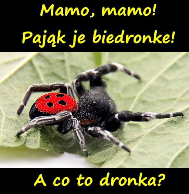IMG-20170223-WA0004-1.jpg - pajak_je_biedronke
