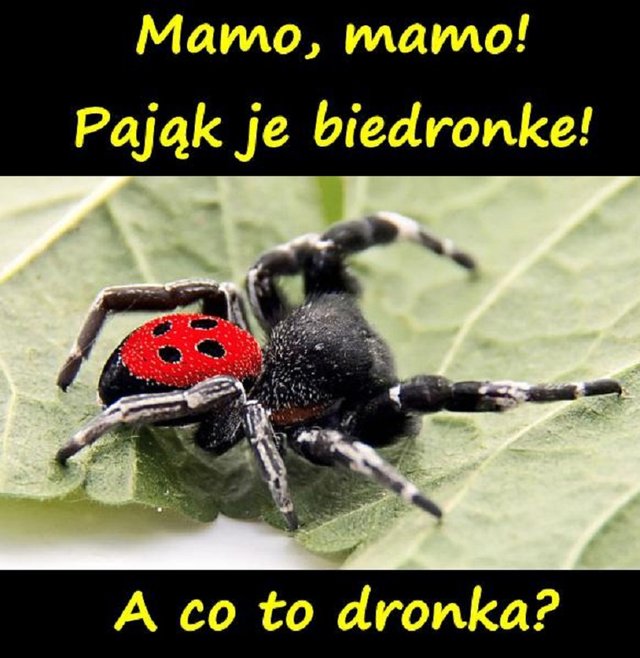 pajak_je_biedronke