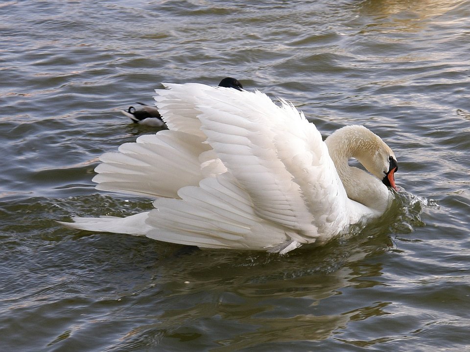 P6070189.jpg - arizonski