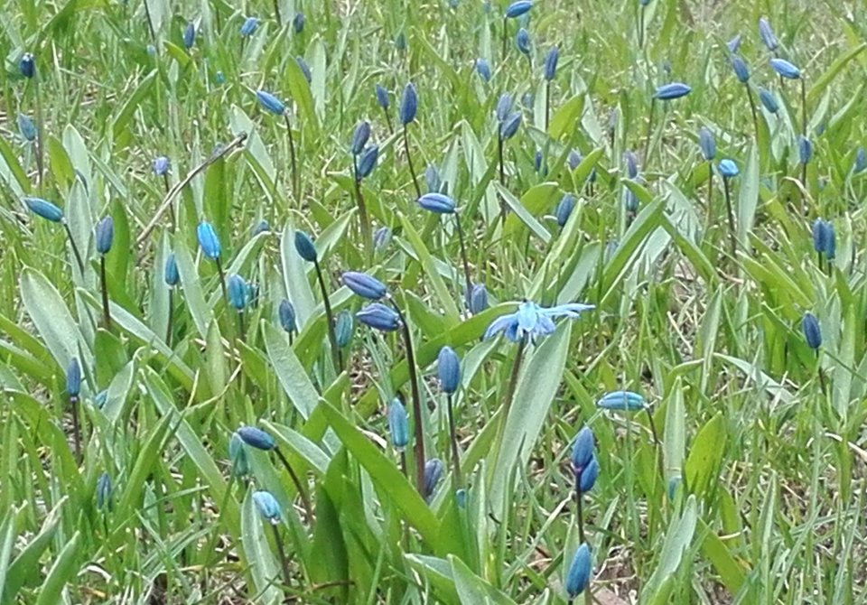 IMG_20170329_141123.jpg - TOFIK_i_TOFIKOWA