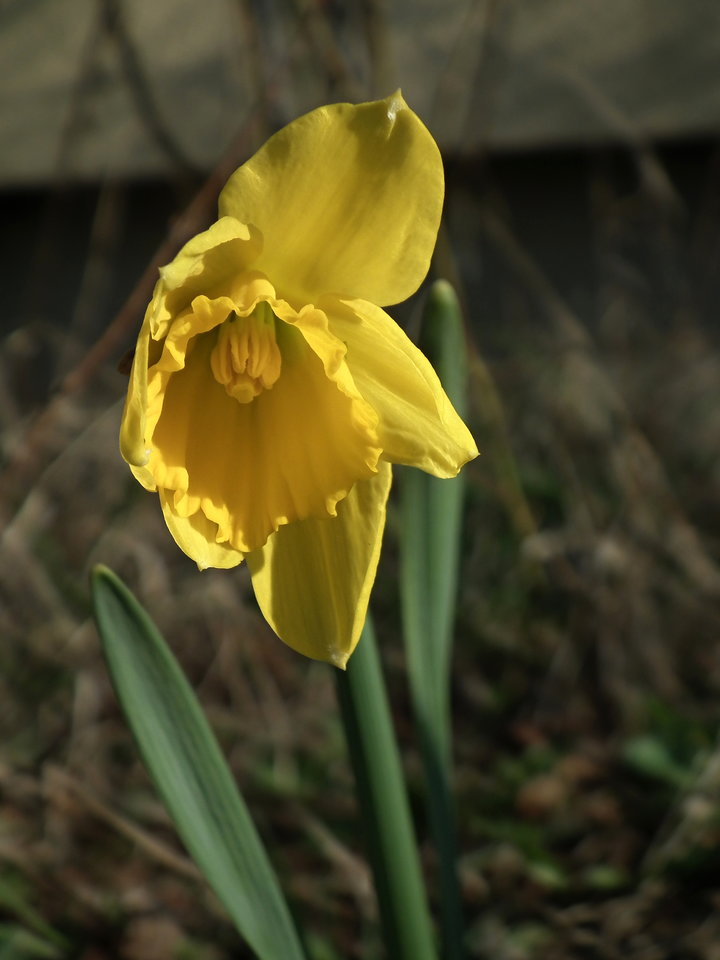 Mr. Żonkil - NauczeCieLatac