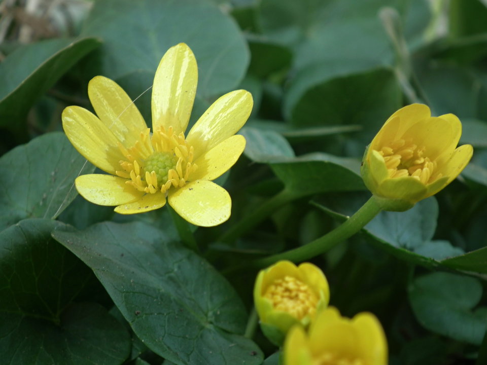 Prezesowskie - NauczeCieLatac