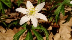IMG_20170402_125541.jpg