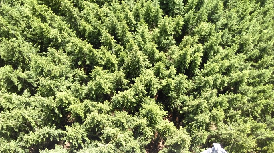 IMAG1112.jpg - bosmat45