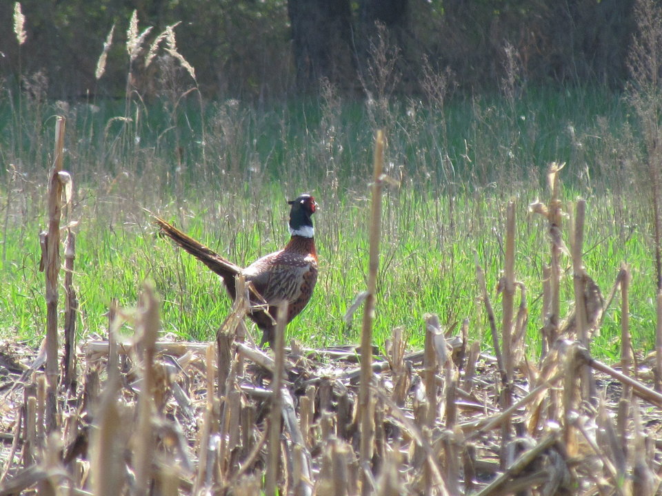 czyżby gody.... - wodnik50