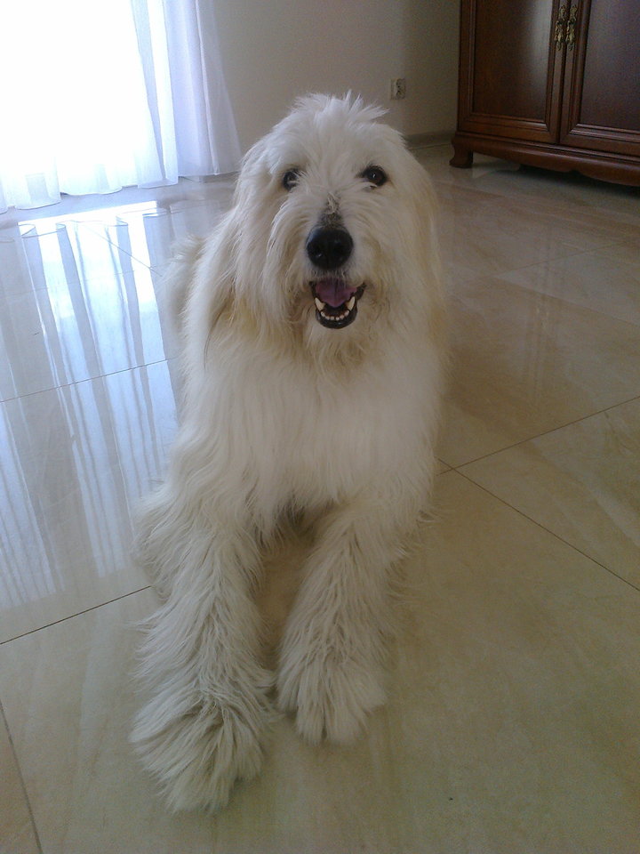 Luna - MarkizaLambert