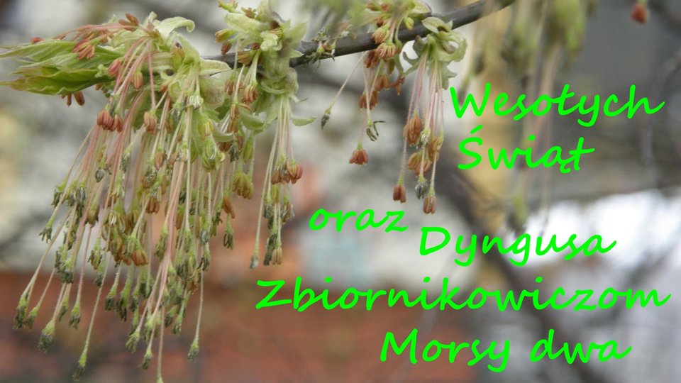 święta - Morsy_dwa