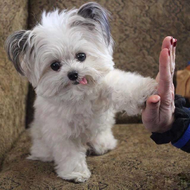 15873277_593641760837532_4458738232018814630_n.jpg - Tetsiak