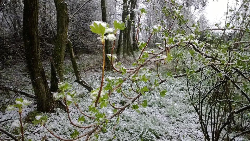 WP_20170416_021.jpg - Ratl