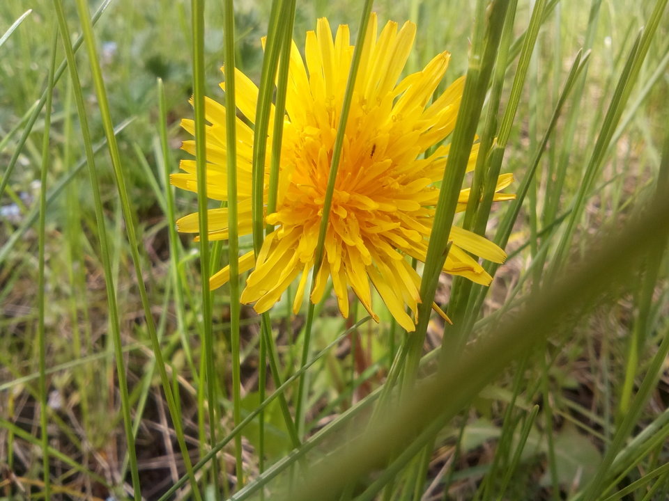 IMG_20170418_153906.jpg - kostek1234