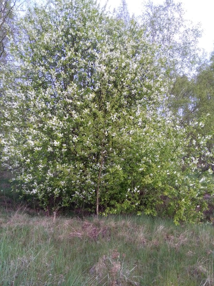 IMG_20170423_184705.jpg - Wolfdi