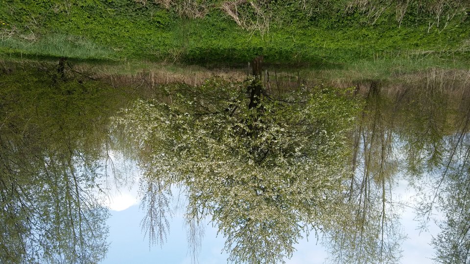 20170424_142936.jpg - trolsome