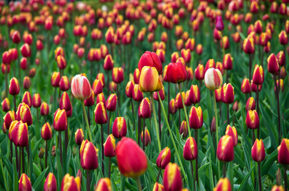 Tuli, tuli :)) - mystic