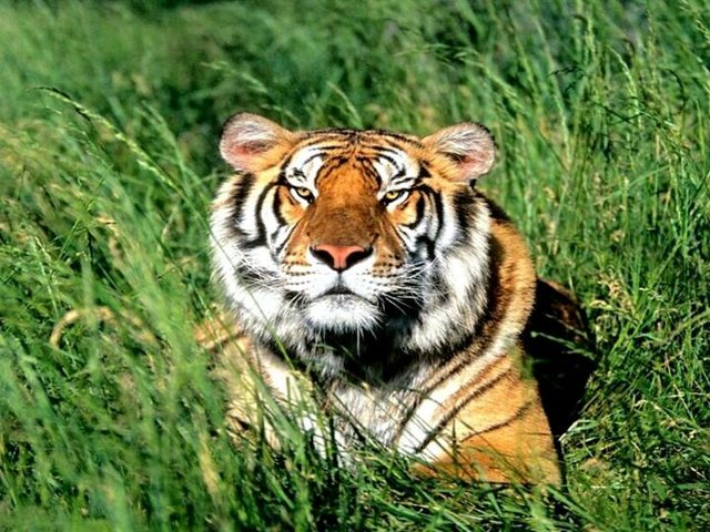 d1f3f206adcfac04192c_720x540_cropromiar-niestandardowy[1].jpg - Dyskretny75jg