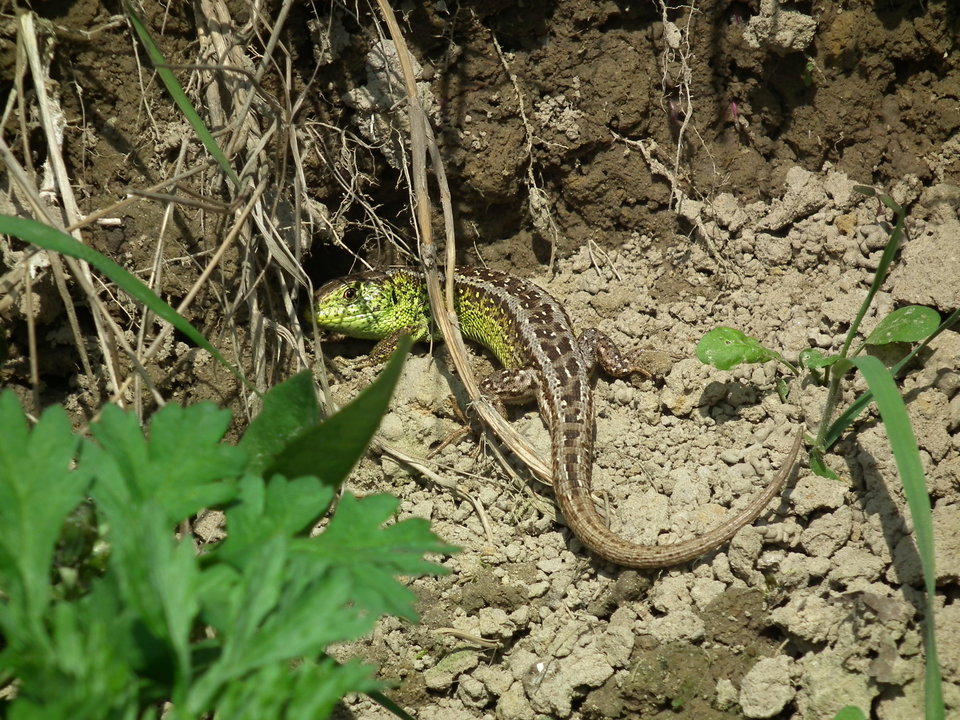 DSCF0957.JPG - NauczeCieLatac