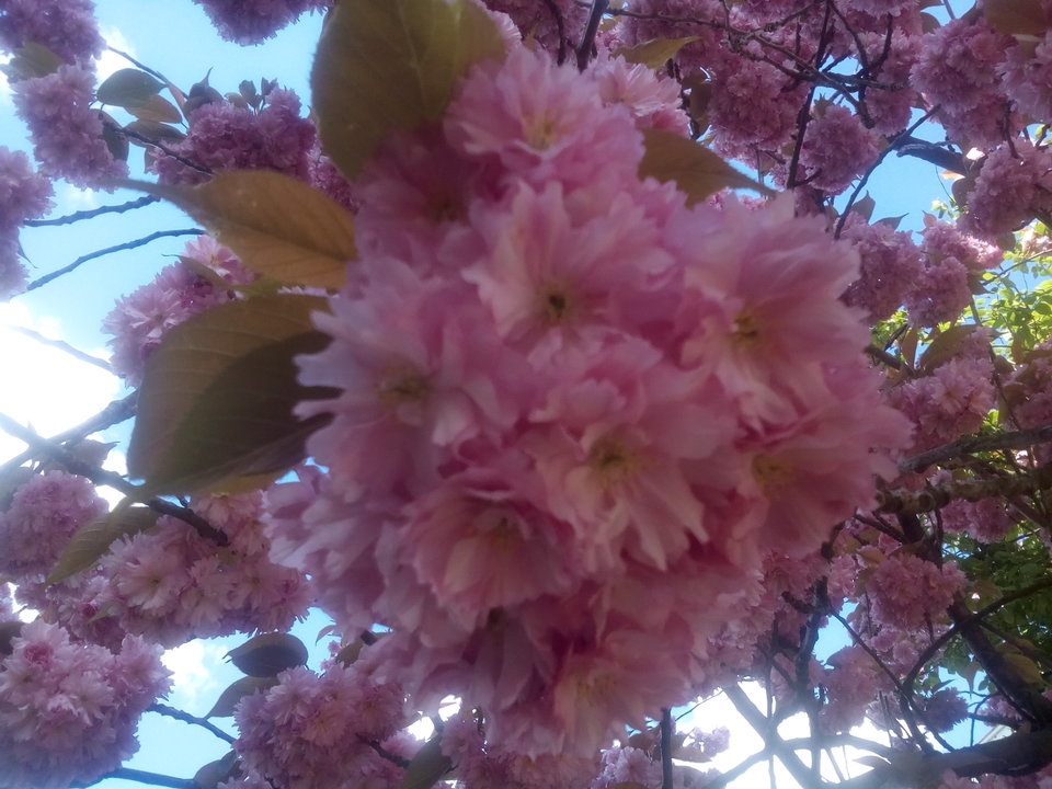 IMG_20170509_105305.jpg - kostek1234