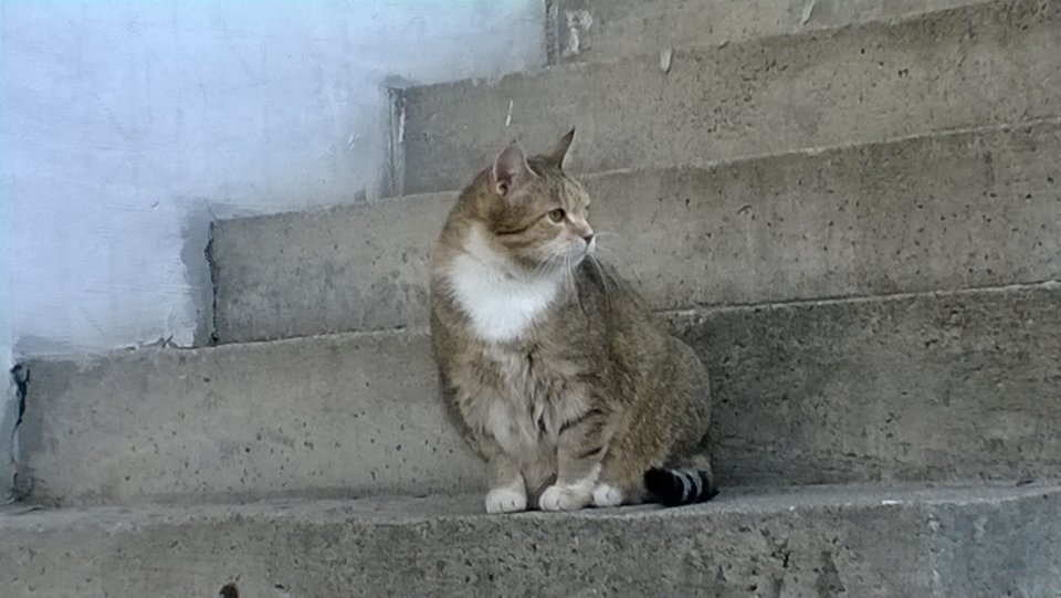 WP_20170422_009.jpg - Ratl