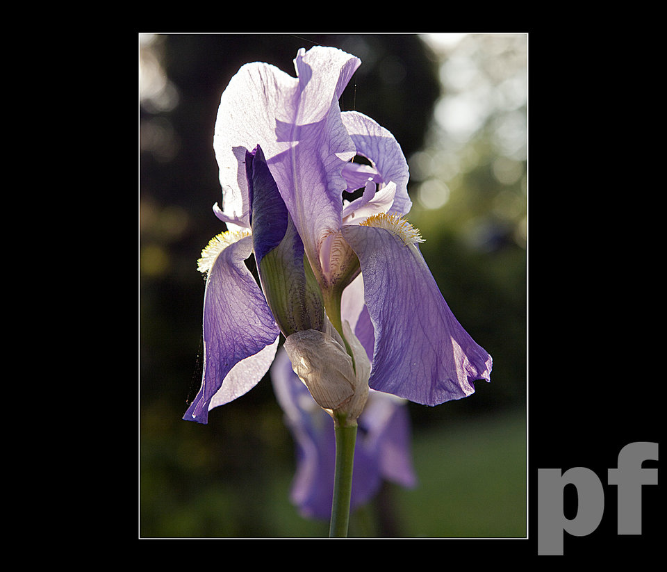 MEANDRY WIOSNY - panfoto