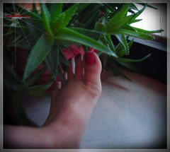 Czerwone Landrynki 149