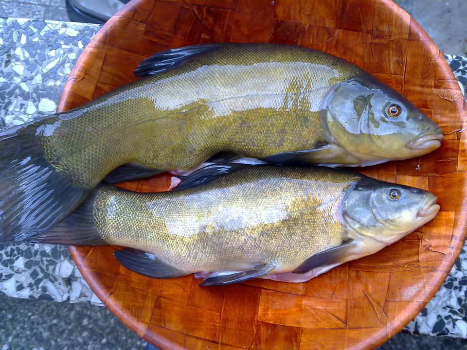 20100713038.jpg - hoop1